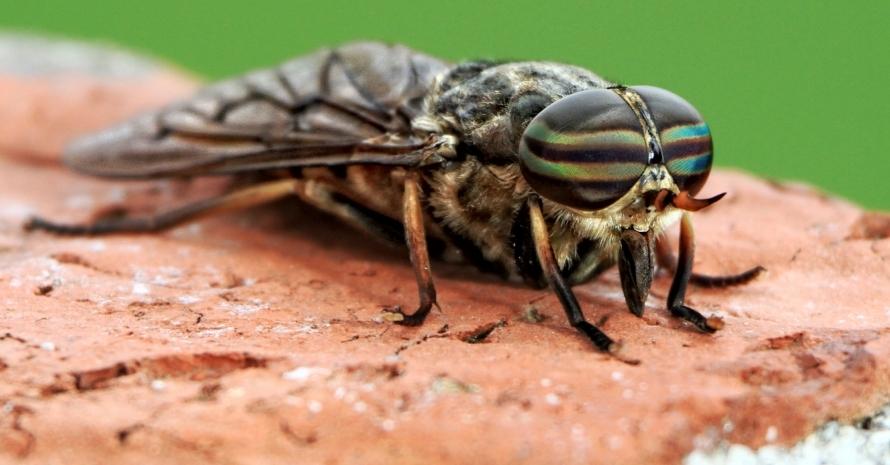 horsefly on a red surface