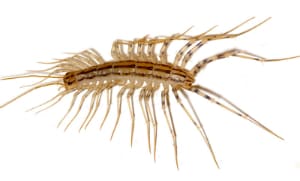 How To Get Rid Of House Centipedes 2020 Updated