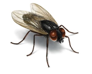 attract house flies