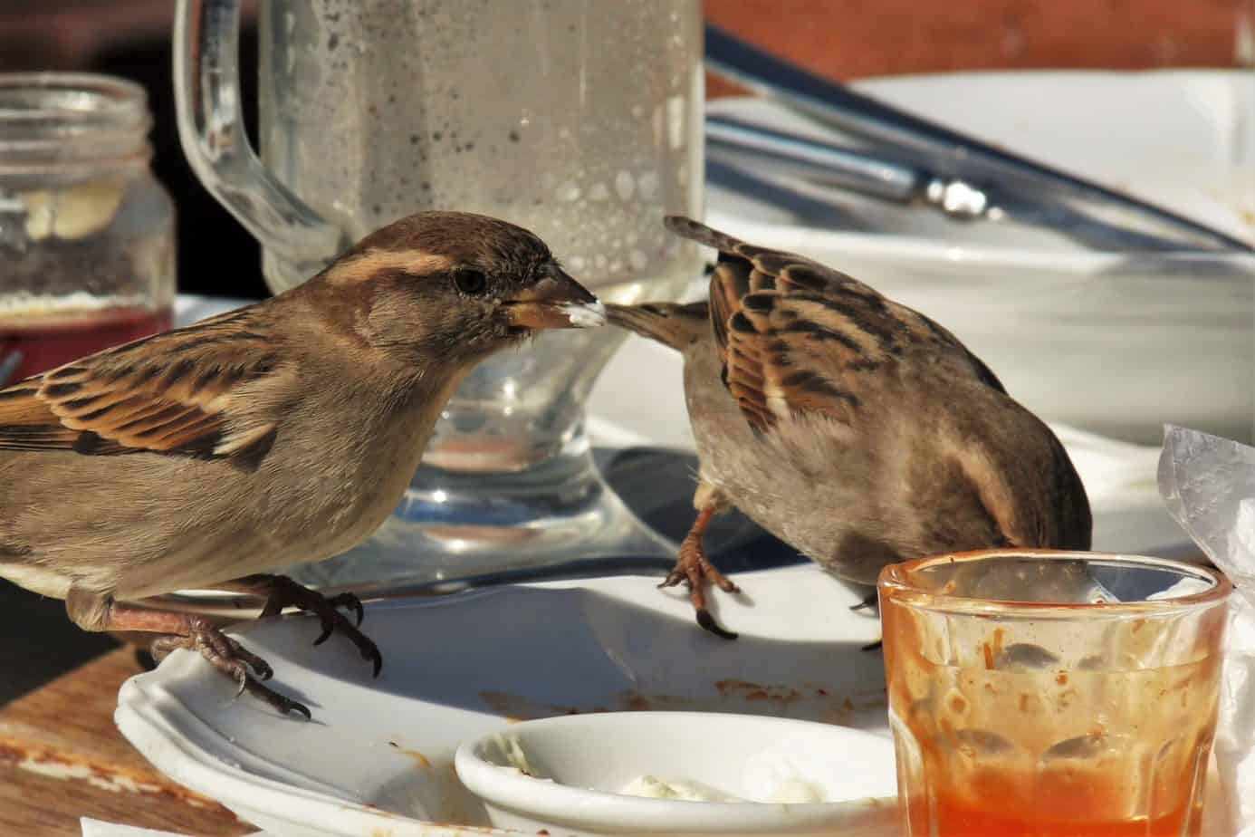 house sparrow