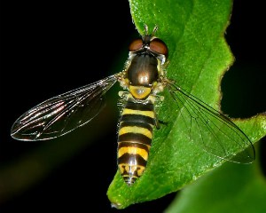 How To Get Rid Of House Flies Control Prevention Guide