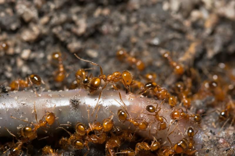 How To Get Rid Of Ghost Ants In Your Car