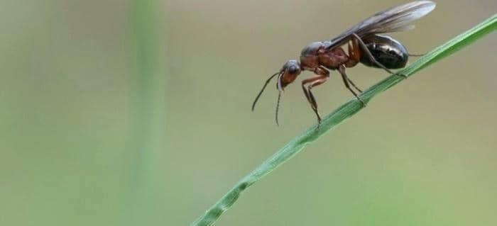 What Are Flying Ants and How They Look?