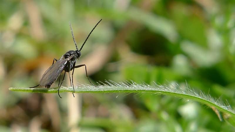 What Are Gnats and How Do They Come about?