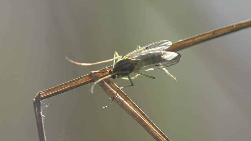 What Can Attract the Gnats to Your House and Other Areas?