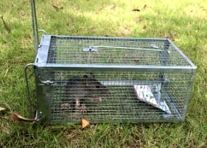 mouse in the humane trap