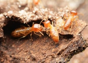 how to help get rid of termites