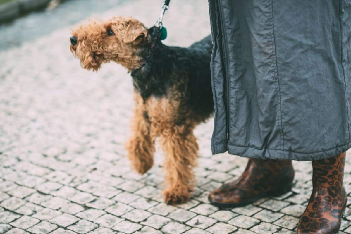 human and dog on a walk