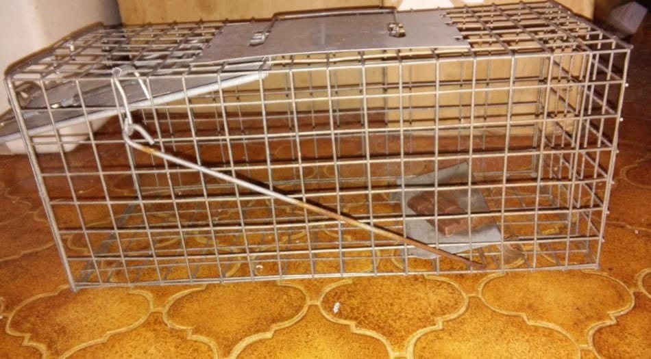 a humane trap for rats