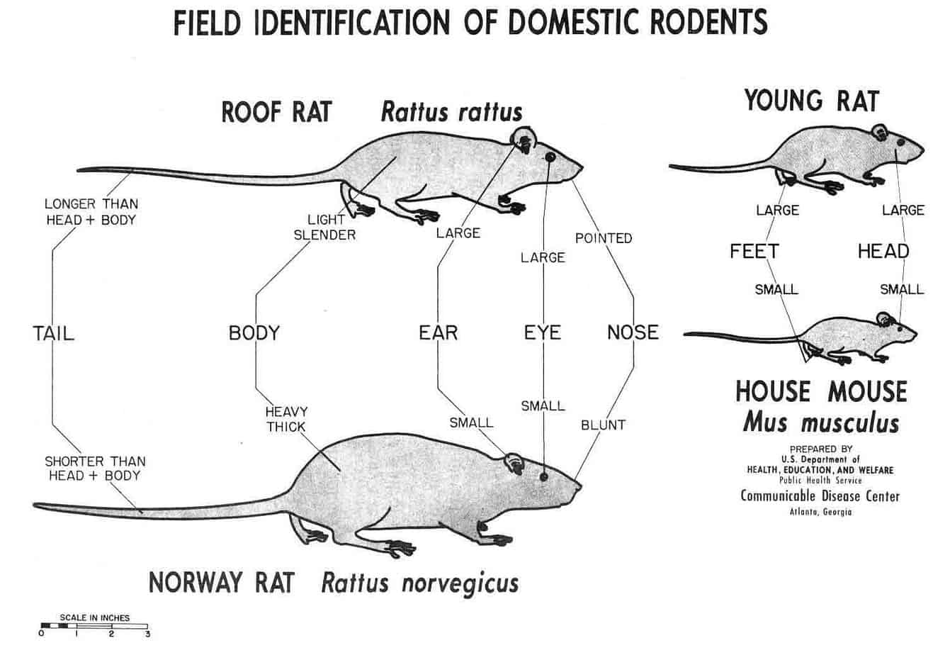 difference between house mouse and rat