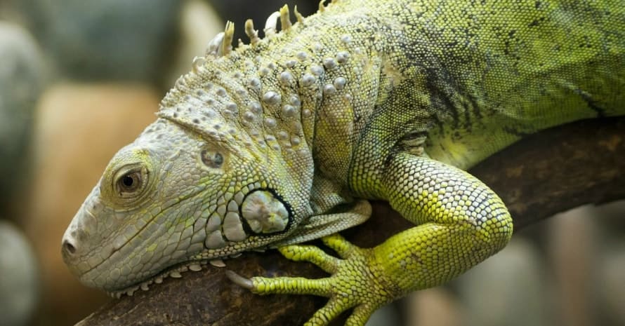 iguana on a branch