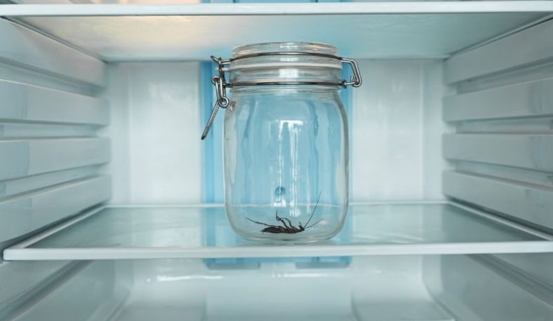 Jar With A Cockroach In The Fridge 788x458 