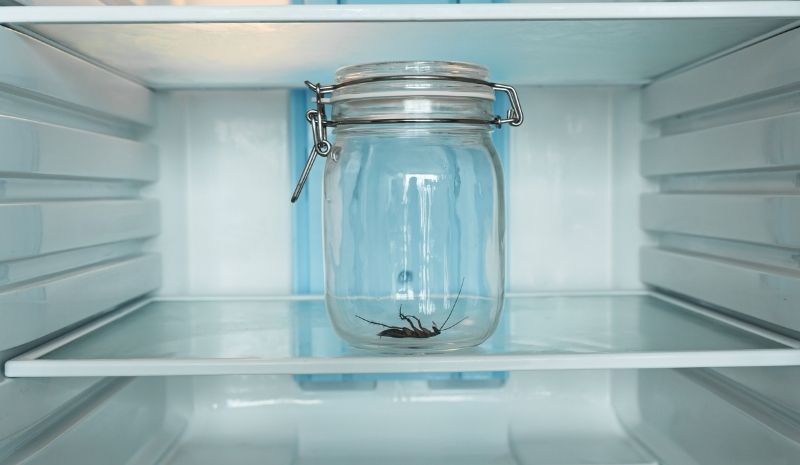 glass jar with a cockroach in the fridge