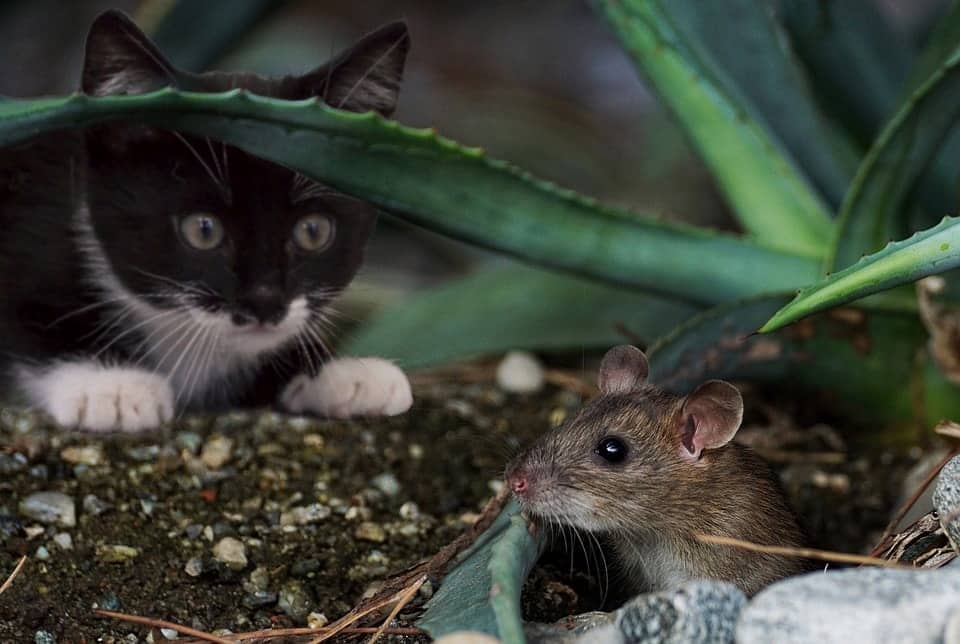 cat and mouse in the yard