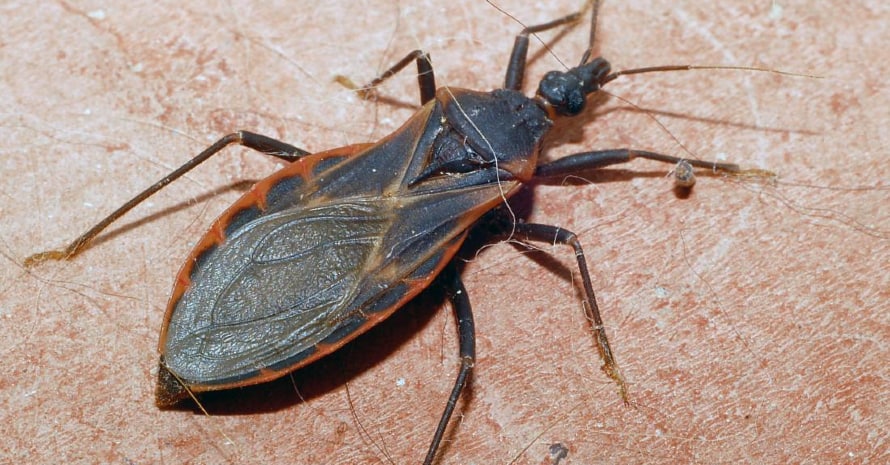 kissing bug