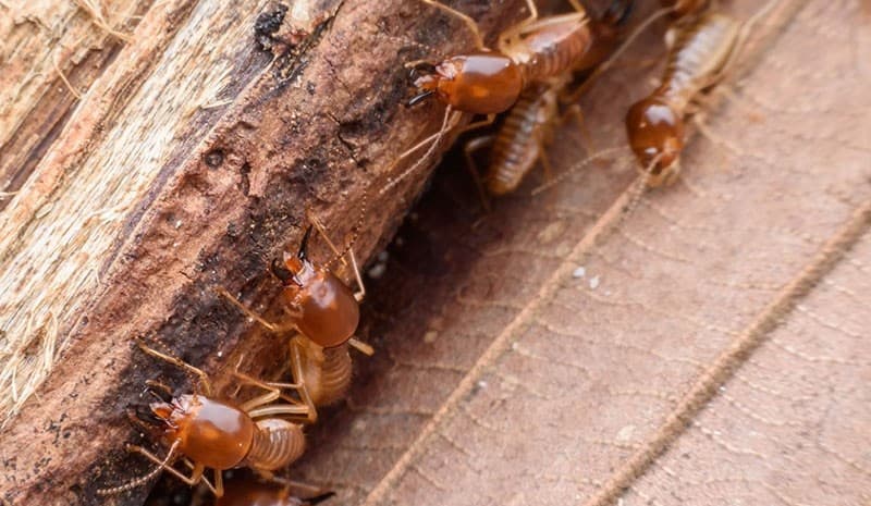 know about termites