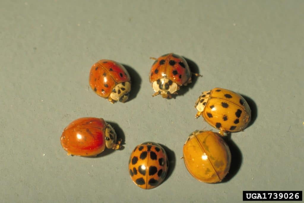 asian lady beetles