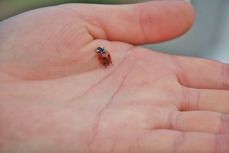ladybug-on-a-hand