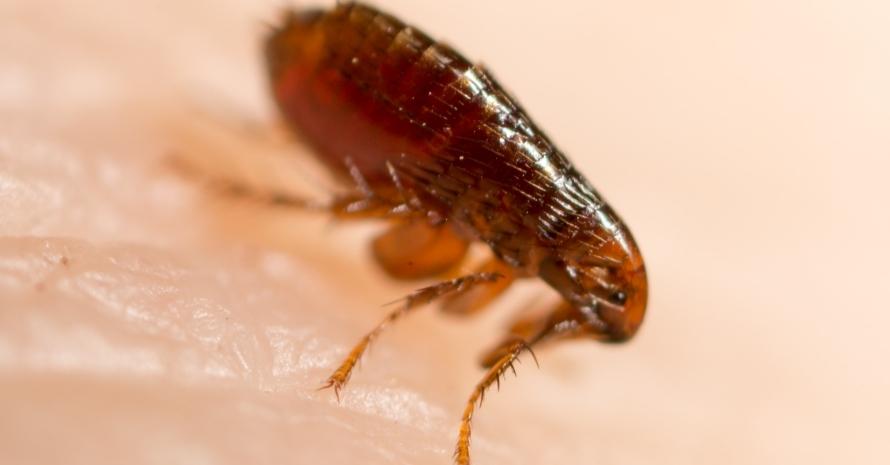 large flea on human skin