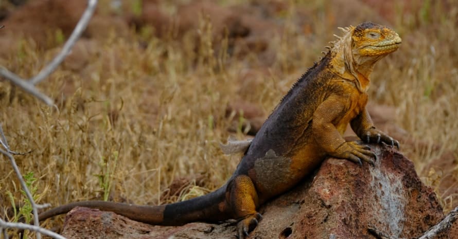 large iguana on a stone