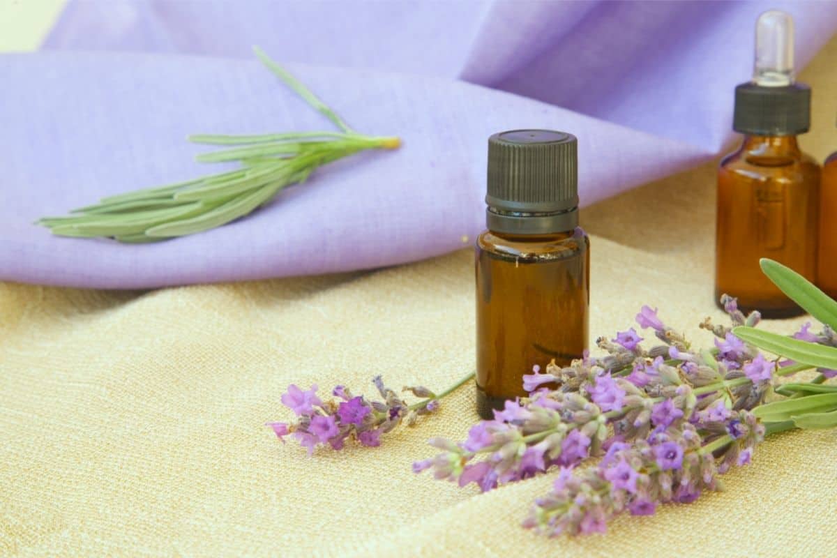 lavender essential oil