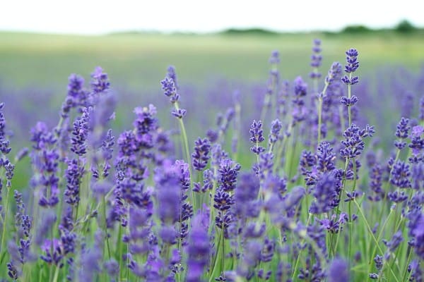 violet lavender field