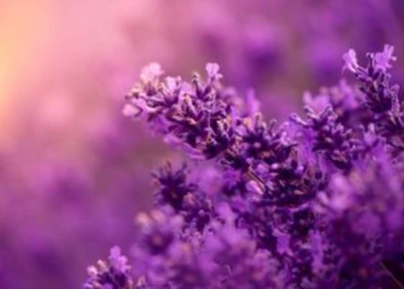 lavender flowers