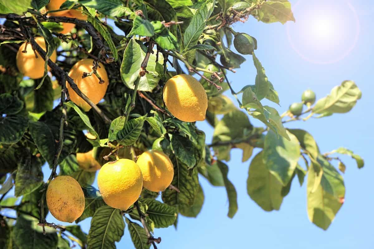 lemon tree