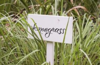 lemongrass bush and sign