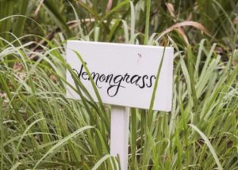 lemongrass bush and sign