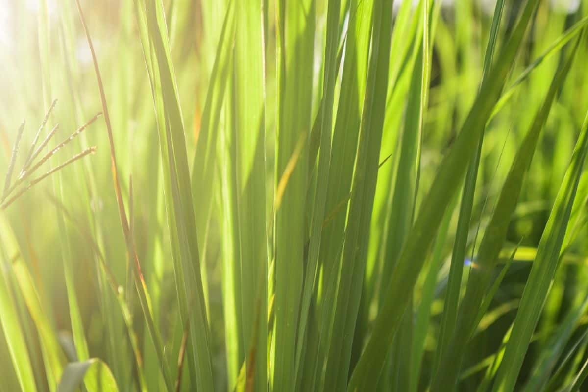 lemongrass large bush