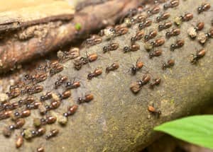 life expectancy of termites