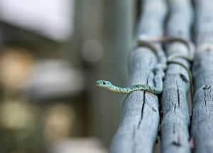 little green snake