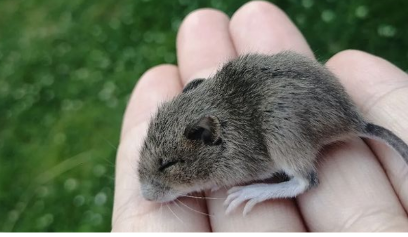 Mouse on the hand