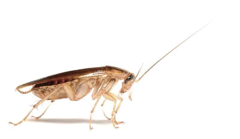 a live cockroach on a white background
