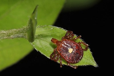 lone star tick climbing a leaf