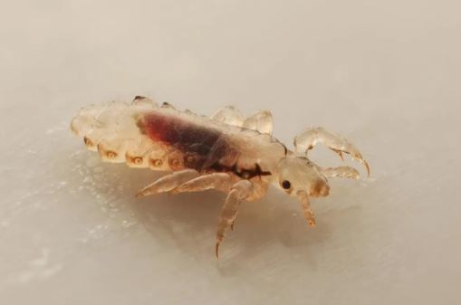 louse with light skin walking on white surface