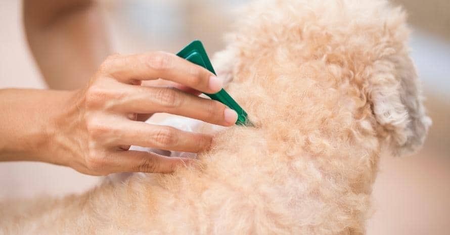 man checking curly dog for fleas