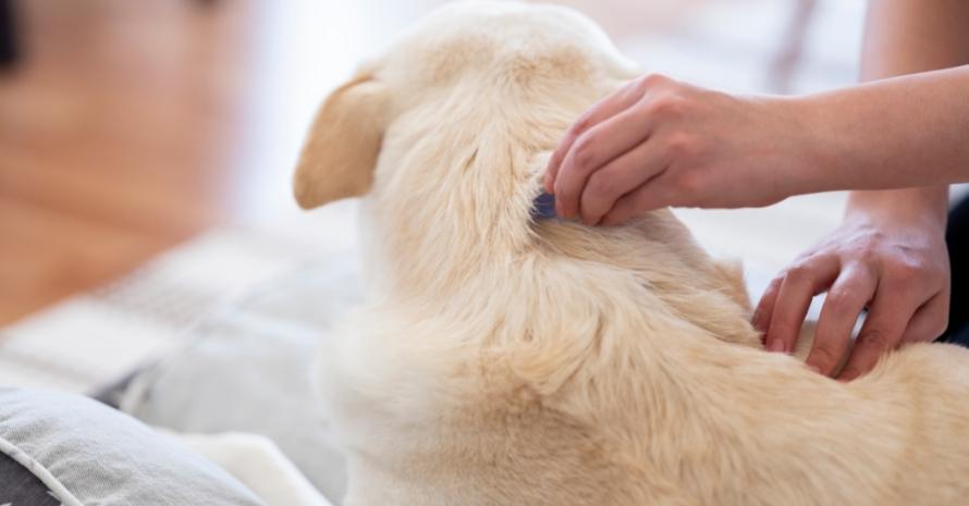 man checking dog for fleas