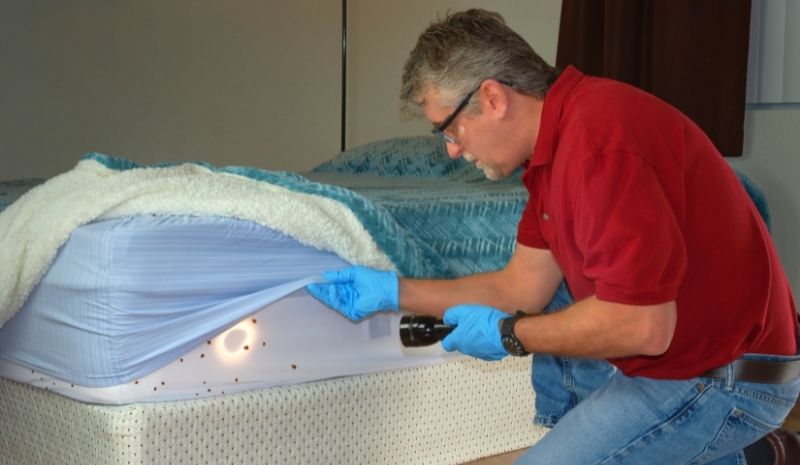 A man found bedbugs on his bed mattress