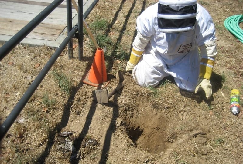 man-is-searching-wasp-nest