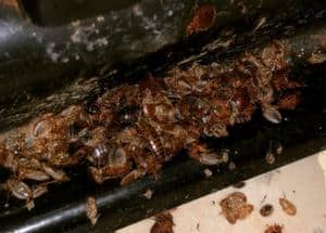 many bed bugs