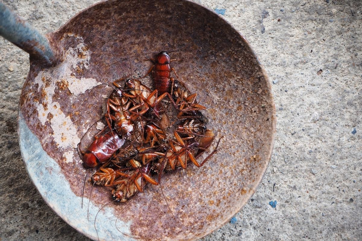 many caught cockroaches