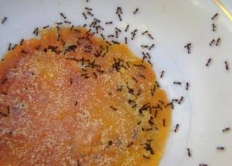 many of ants on a plate