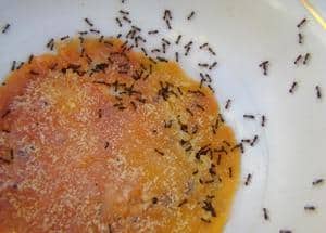 Ants in Dishwasher: Control & Prevention Guide