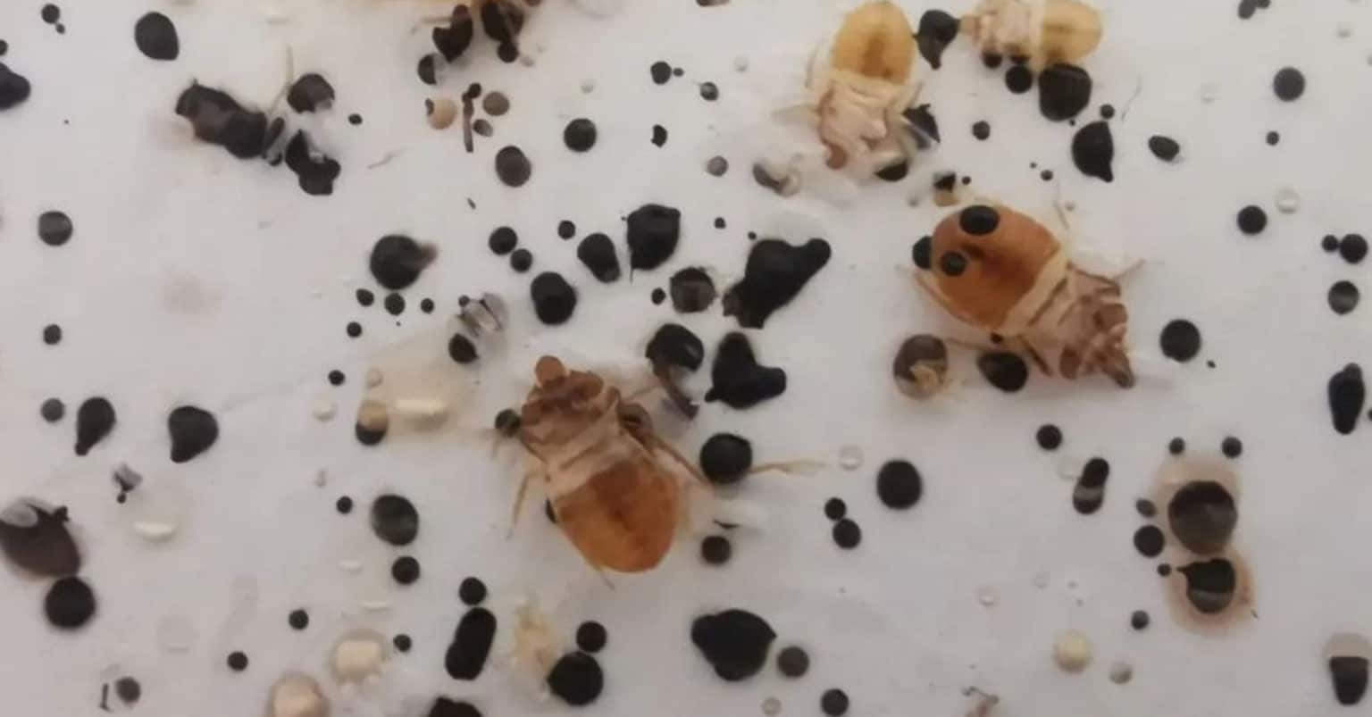 Baby Bed Bugs Pictures, Identification & Control