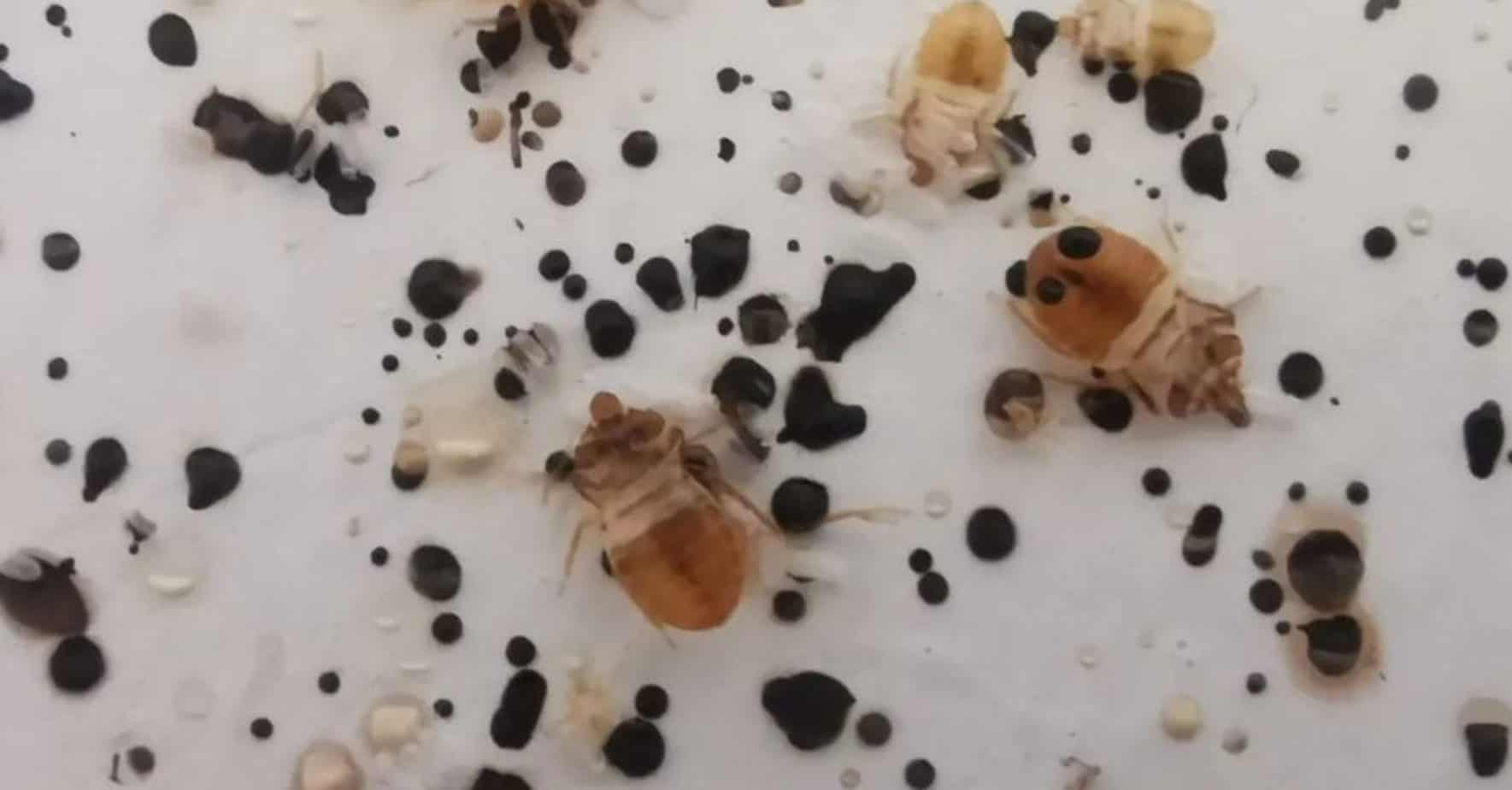 Baby Bed Bugs Pictures, Identification & Control