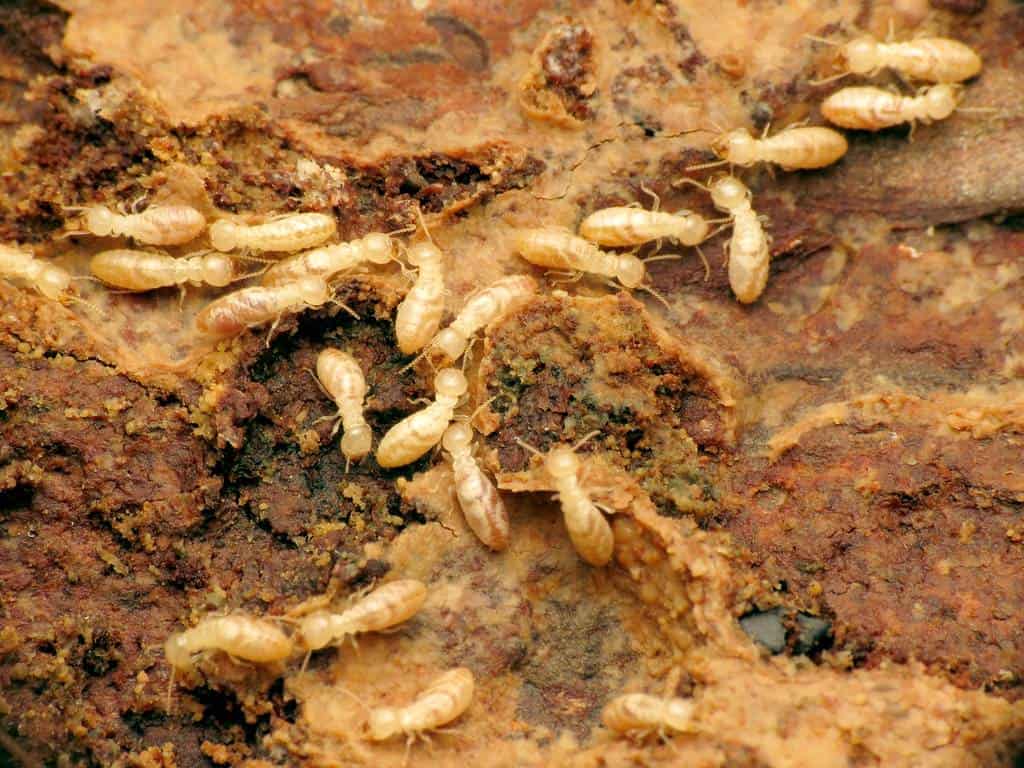 many-termites