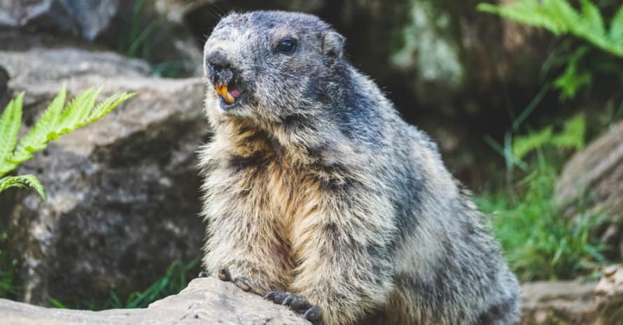 marmot in stones