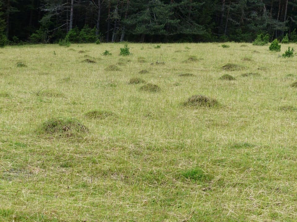 ant hill meadow